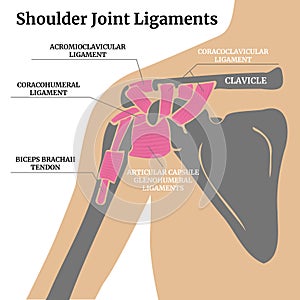 Ligaments of the shoulder joint. Infographics with bones and tendons.