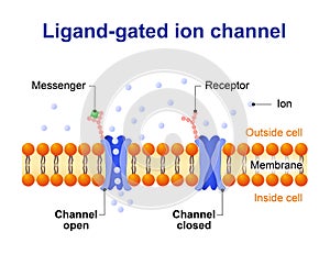 Ligand-gated ion channel