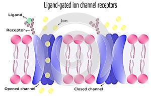 ligand gated ion channel receptors . Vector diagram