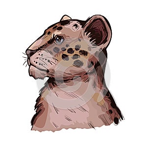 Liger hybrid offspring of lion and tiger, vector baby tabby portrait closeup isolated sketch. Animal hand drawn illustration.