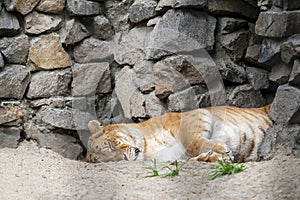 Liger - hybrid offspring of a male lion Panthera leo and a female tiger Panthera tigris. Female adult liger is sleeping