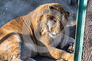 A Liger in the Siberian Tiger Park, Harbin, China. photo