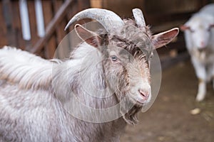Light adult goat