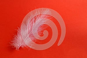 Light, airy feather gently lilac on a red background