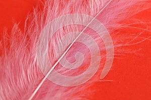 Light, airy feather gently lilac on a red background