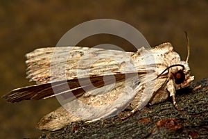 Light arches moth (Apamea lithoxylaea)