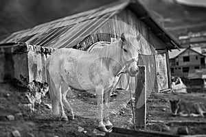 A light B/W HDR of a white horse