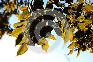 LIGHT ON THE BACK OF YELLOWING JAPANESE RAISIN LEAVES IN AUTUMN
