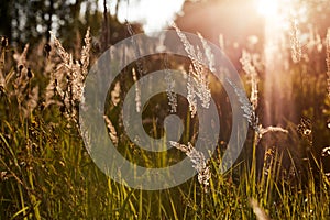 Light backdrop. Beautiful autumn nature. Autumn garden. Grass background. Green farm. Summer color. Abstract art.