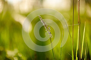 Light backdrop. Beautiful autumn nature. Autumn garden. Grass background. Green farm. Summer color. Abstract art.