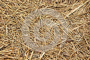 Light background with dry grass