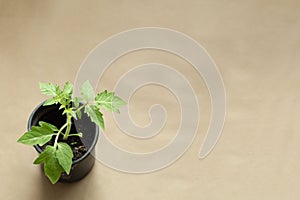On a light background seedling of tomatoes. a green sprout in a pot. top view