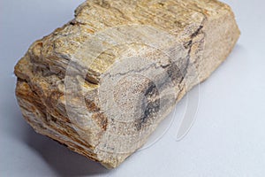 Light Baige Petrified wood