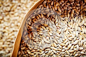 Light barley malt grains for beer production. Barley malt - Castel Malting of the type.