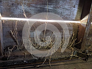 Light Barnwood photo