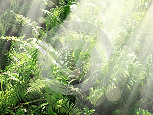 light beams in tropical garden