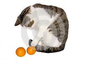 Light beautiful cat with tangerines