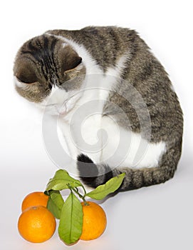 Light beautiful cat with tangerines