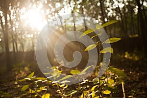 Light beem in the forest