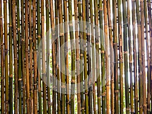 light behide the Bamboo patition