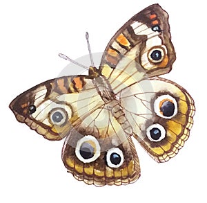 Light beige butterfly with 6 elegant eyes
