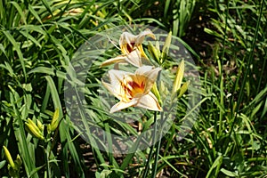 Light beige and purple flowers of Hemerocallis fulva