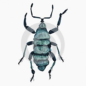 Light Blue Beetle Insect Arthropod Variation 9 Isolated, Transparent Background