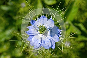 Light blue black cumin flower against green background