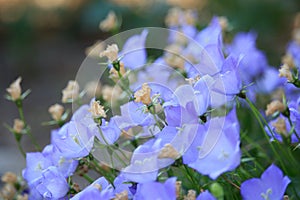 Light Blue Campanula Flowers on Sunset