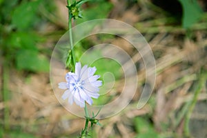 Light blue chicory flower