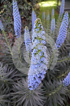 Light blue color of Pride-of-Madeira flowers, also known with scientific name Echium Candicans