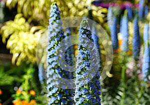 Light blue color of Pride-of-Madeira flowers, with scientific name Echium Candicans