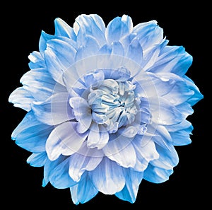 Light blue dahlia. Flower on black isolated background with clipping path. For design. Closeup.