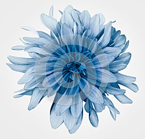 Light blue dahlia  flower white  background isolated  with clipping path. Closeup. For design.