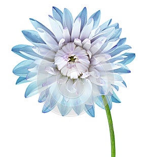 Light Blue dahlia. Flower on a white isolated background with clipping path. For design. Closeup.