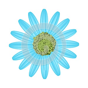 Light Blue Daisy Flower on White Background