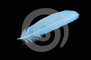 Light blue feather covered with drops of water, rain on a black background.