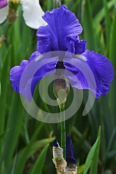 Light blue floral iris on a green background