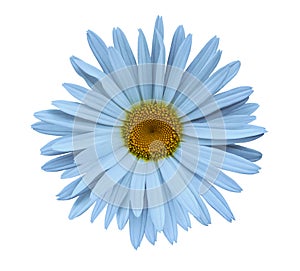 Light blue flower chamomile on a white isolated background with clipping path. Closeup no shadows. Garden flower.