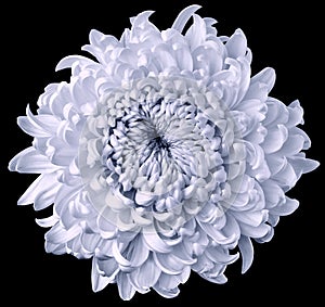 Light blue flower chrysanthemum isolated on black background. For design. Clearer focus. Closeup.