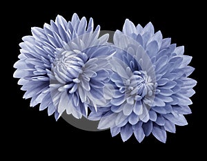 Light blue flower chrysanthemums; on the black isolated background with clipping path. Closeup. no shadows. For design.