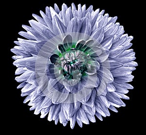 Light blue flower dahlia. Flower isolated on black background. For design. Closeup. Clearer focus.