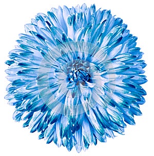 Light  blue  flower dahlia isolated on white background. For design. Clearer focus. Closeup.