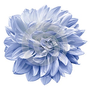 Light blue flower  dahlia on white isolated background with clipping path.  Closeup. For design.