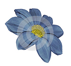 Light blue flower dahlia on white isolated background with clipping path. No shadows. Closeup.