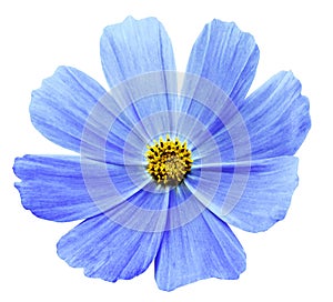 Light Blue flower Kosmeja white isolated background with clipping path. No shadows. Closeup.