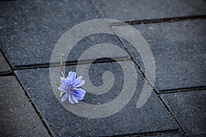 Light blue flower lying on gray pavement tiles