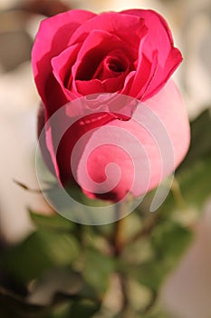 Light blue flower on a white background isolated with clipping path.