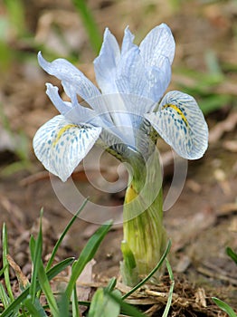 Light blue flower of winter iris. Hybrid of Iris histrioides and Iris winogradowii