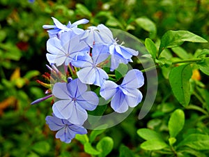 Light-blue flowers